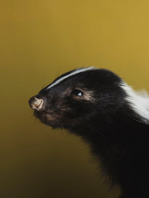 Juvenile Skunk Taxidermy (Jasper), TA246