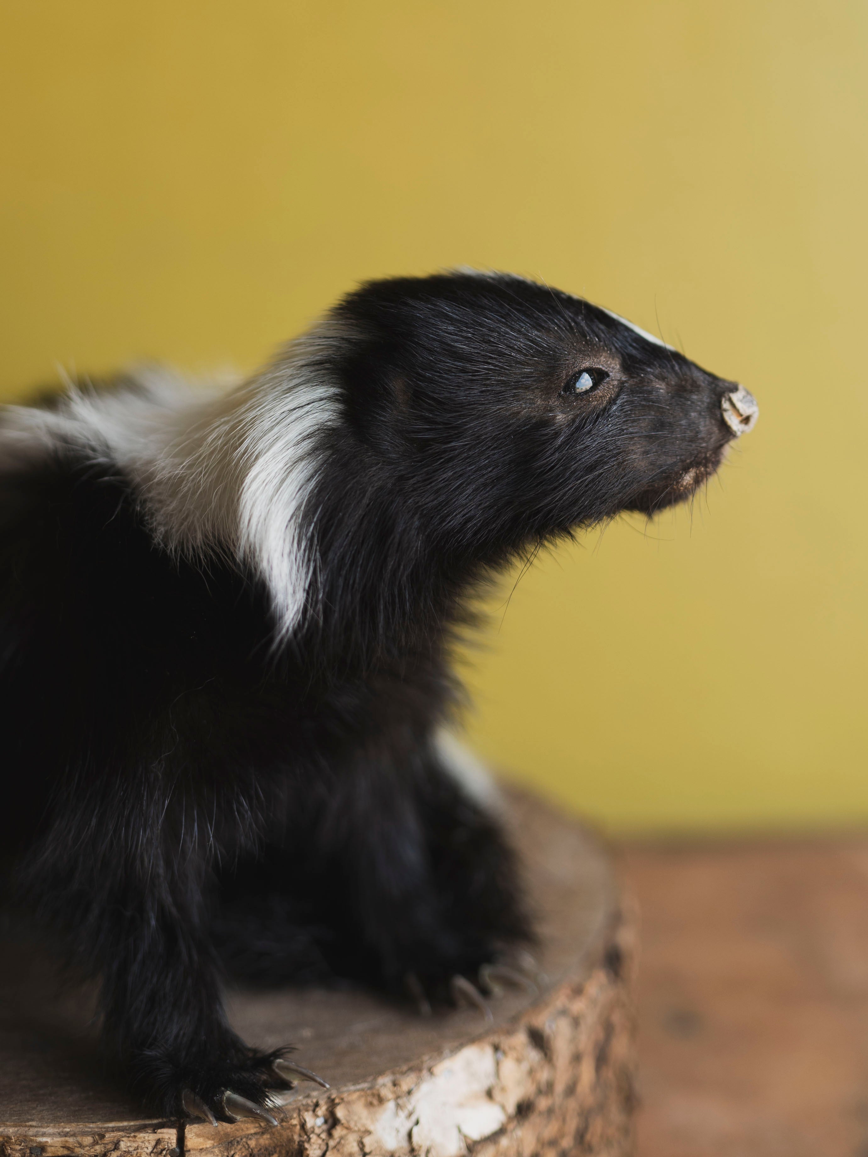 Juvenile Skunk Taxidermy (Jasper), TA246