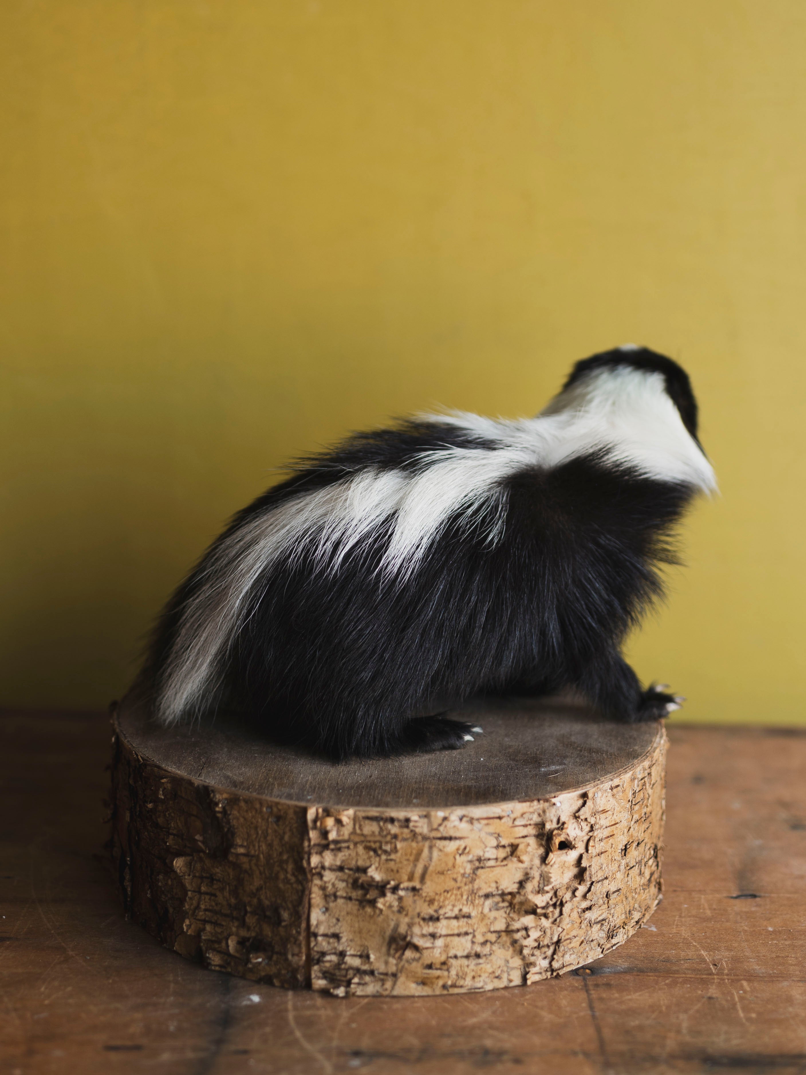 Juvenile Skunk Taxidermy (Jasper), TA246