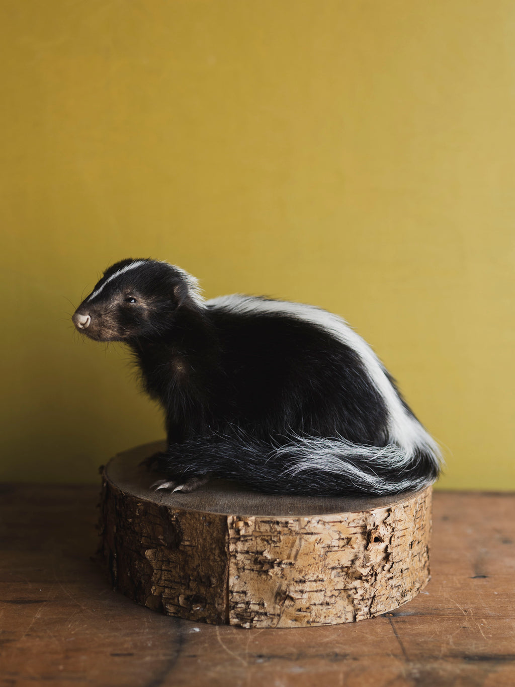 Juvenile Skunk Taxidermy (Jade), TA249
