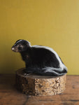 Juvenile Skunk Taxidermy (Jade), TA249