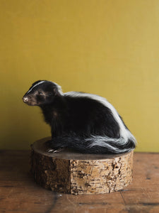 Juvenile Skunk Taxidermy (Jade), TA249