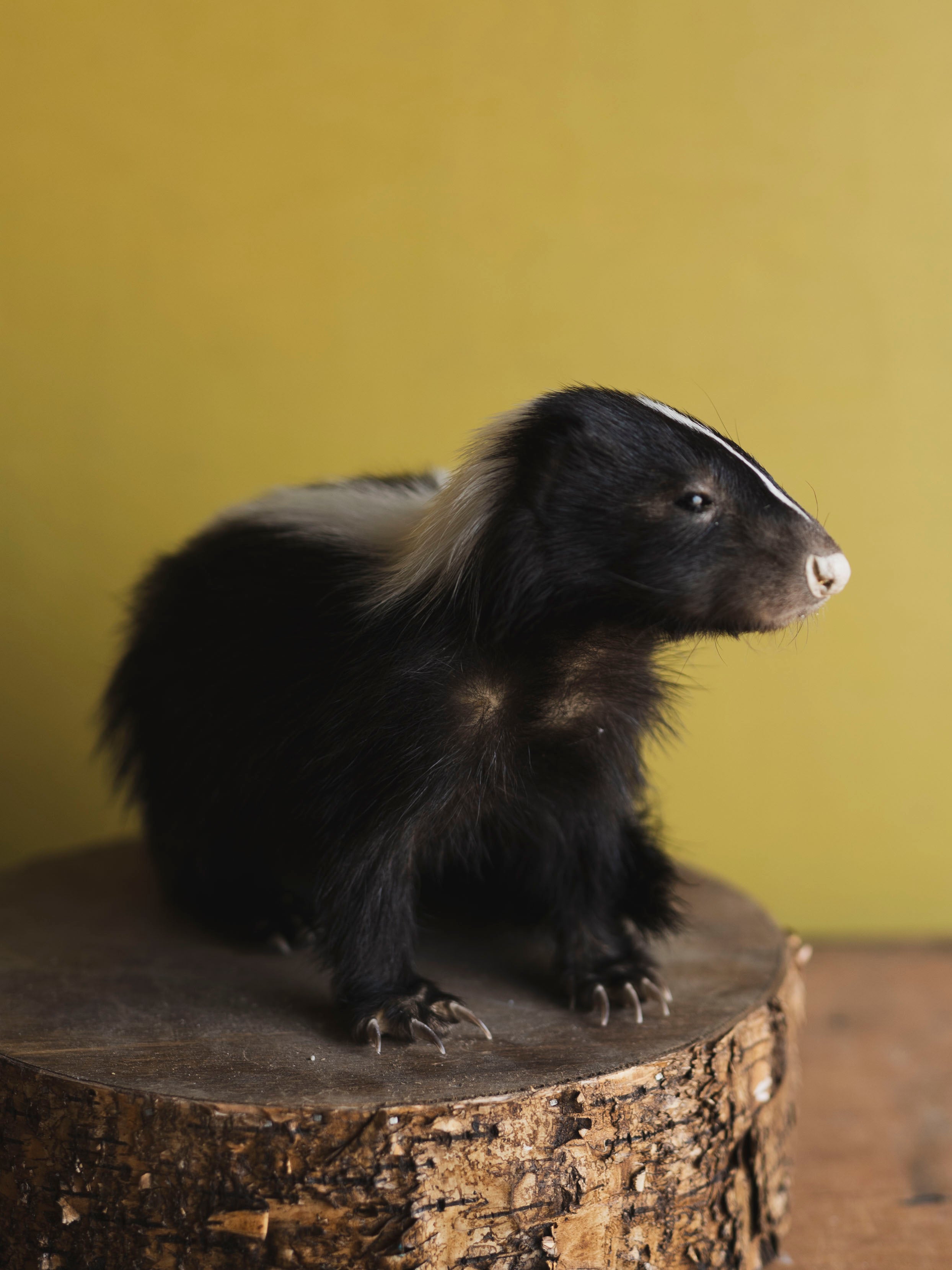 Juvenile Skunk Taxidermy (Jade), TA249