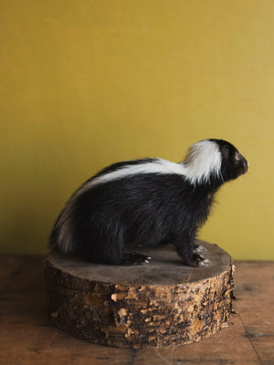 Juvenile Skunk Taxidermy (Jade), TA249