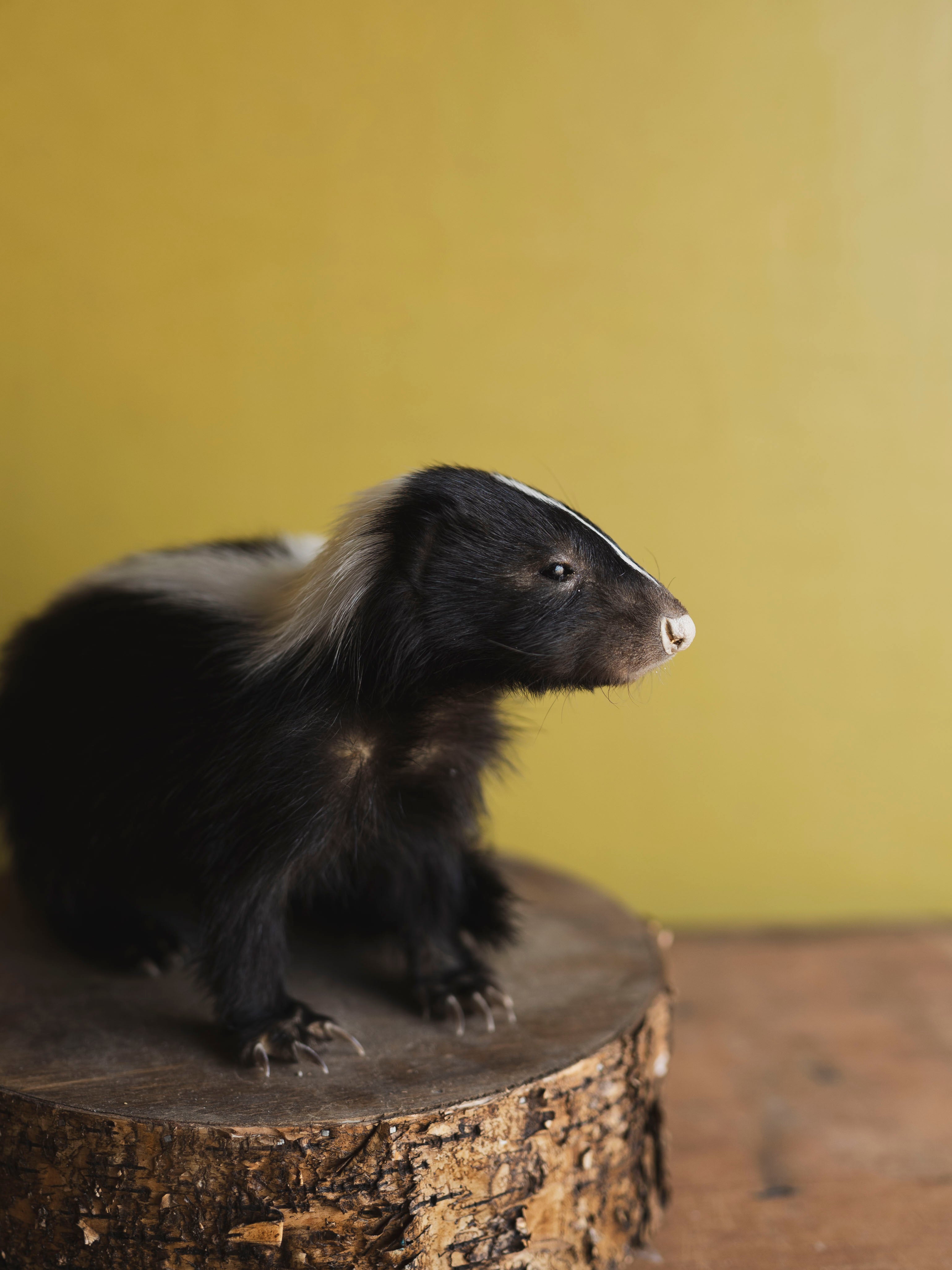 Juvenile Skunk Taxidermy (Jade), TA249