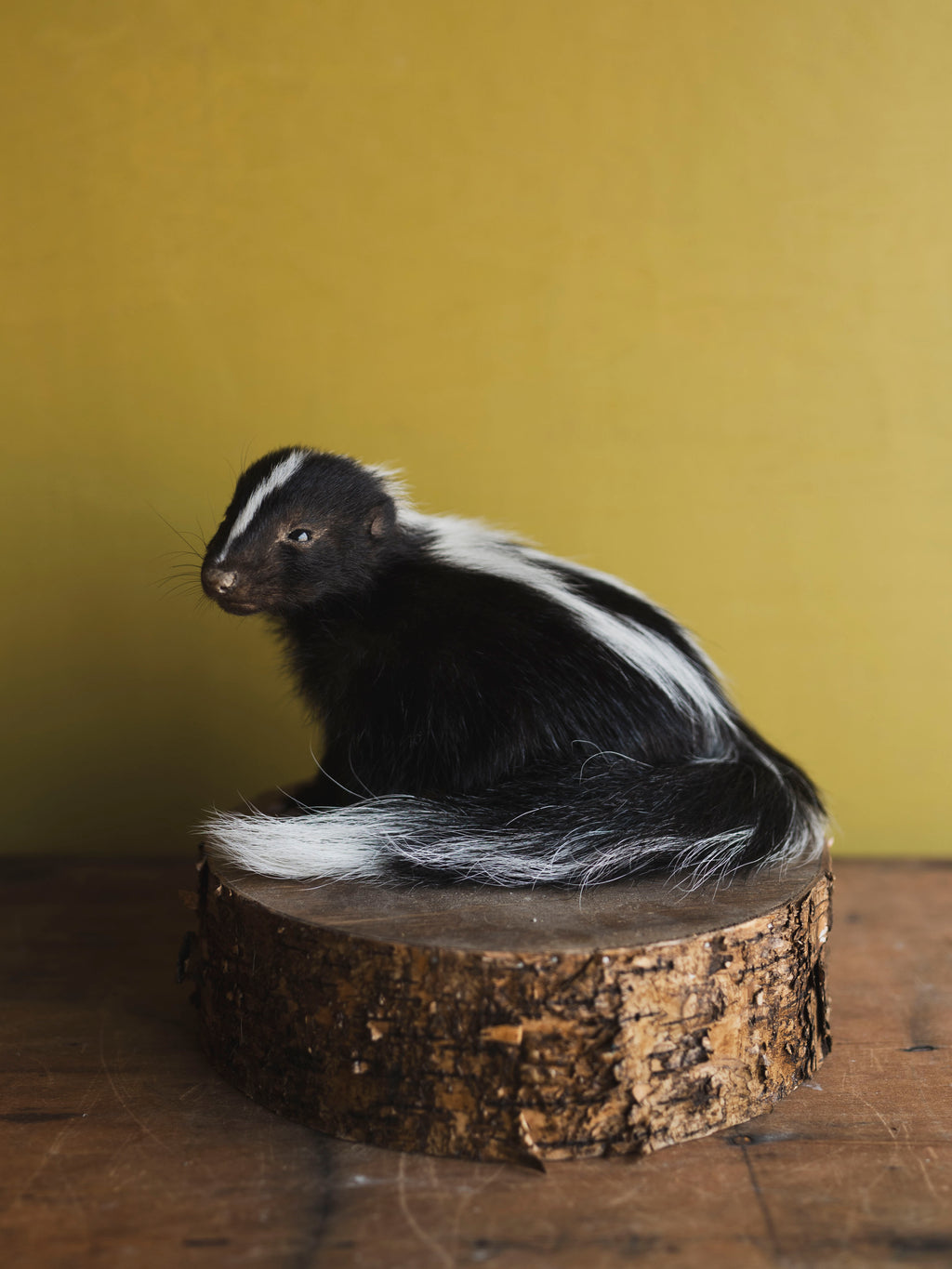 Juvenile Skunk Taxidermy (Opal), TA254