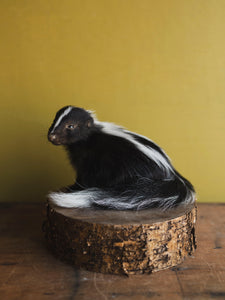 Juvenile Skunk Taxidermy (Opal), TA254