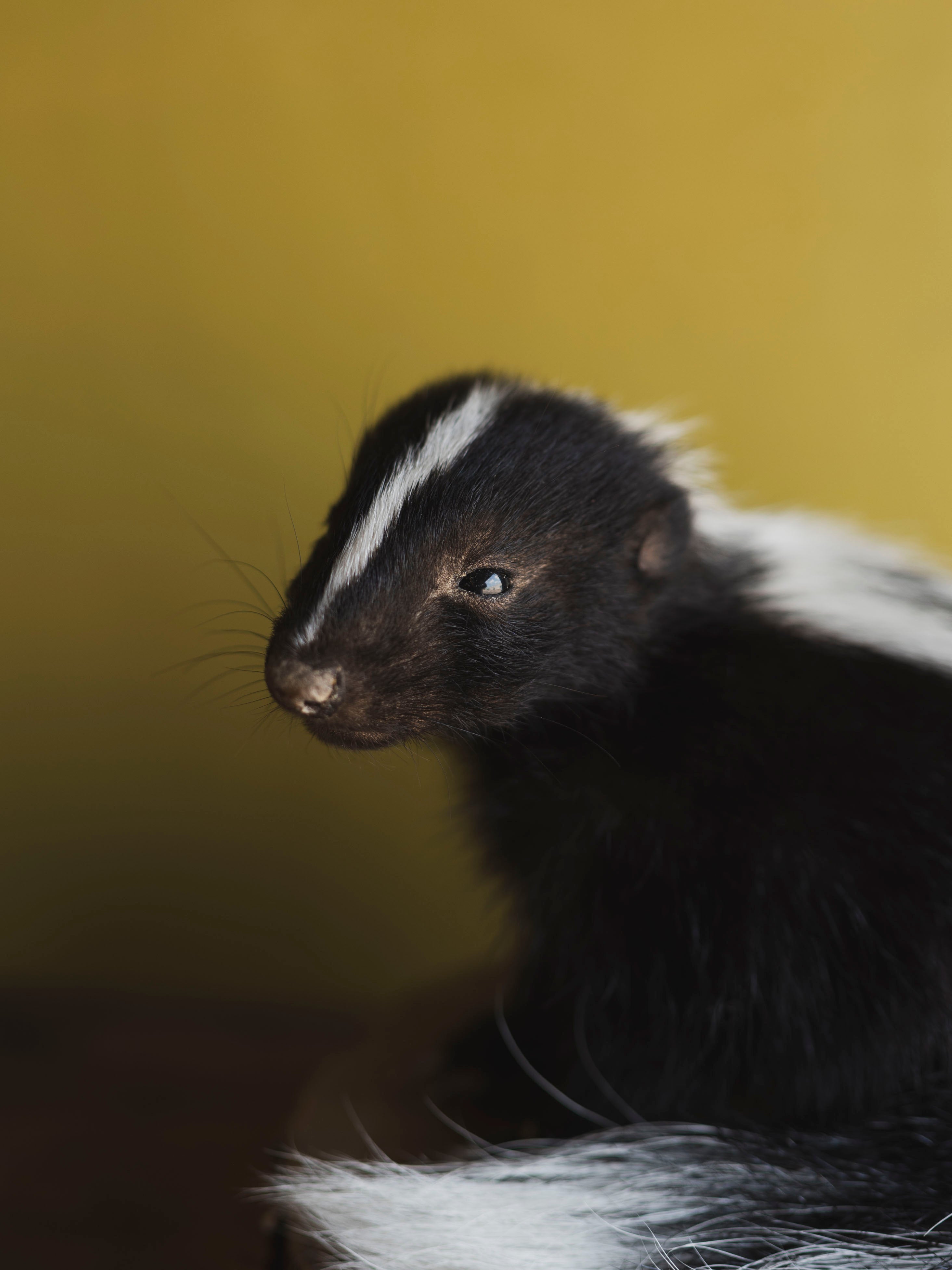 Juvenile Skunk Taxidermy (Opal), TA254