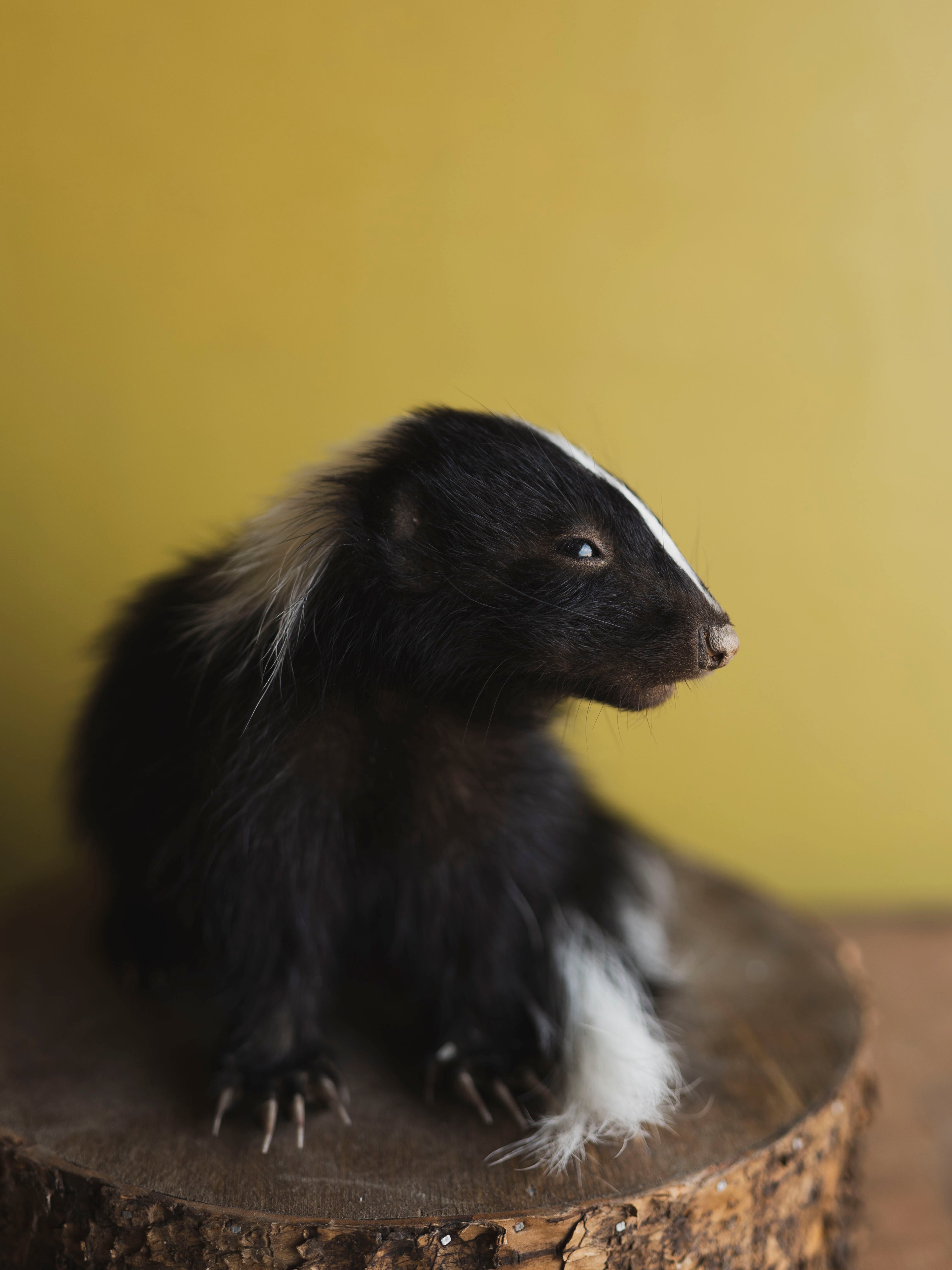 Juvenile Skunk Taxidermy (Opal), TA254