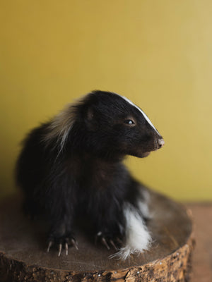 Juvenile Skunk Taxidermy (Opal), TA254