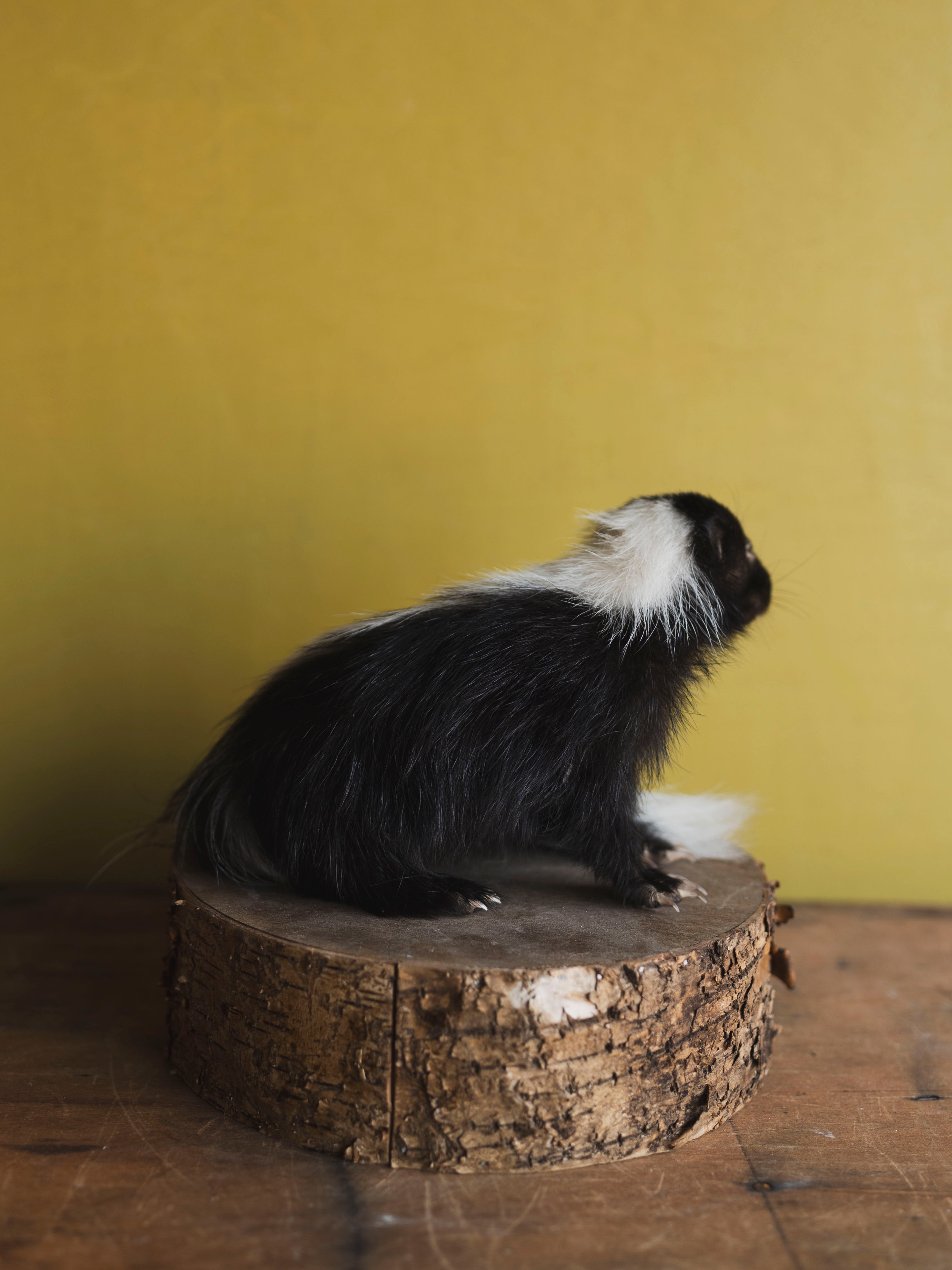 Juvenile Skunk Taxidermy (Opal), TA254