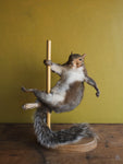 Stripper Squirrel Taxidermy (Cookie), TA244