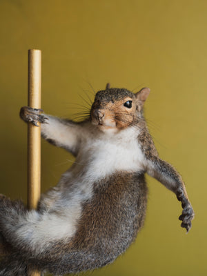 Stripper Squirrel Taxidermy (Cookie), TA244