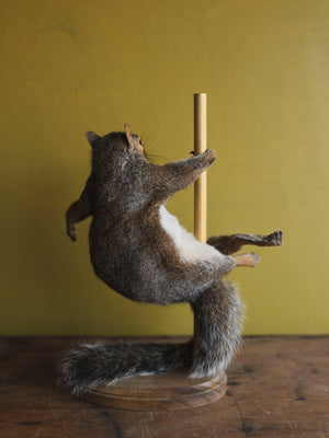 Stripper Squirrel Taxidermy (Cookie), TA244