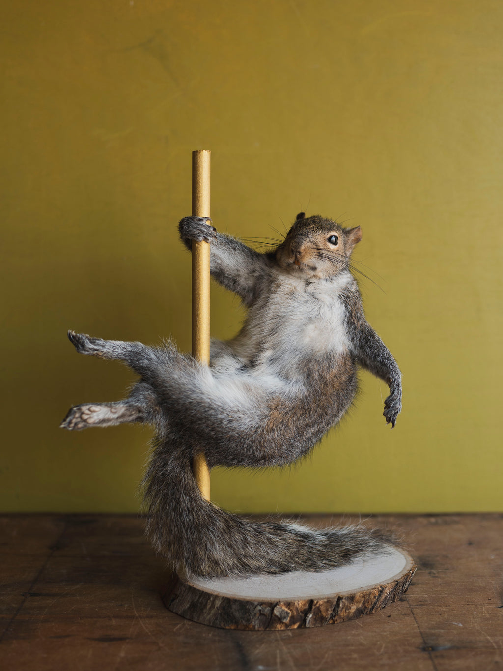 Stripper Squirrel Taxidermy (Cherry), TA243