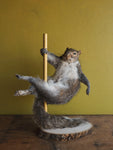 Stripper Squirrel Taxidermy (Cherry), TA243