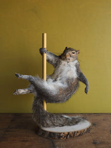 Stripper Squirrel Taxidermy (Cherry), TA243