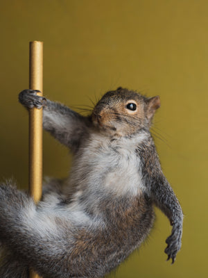 Stripper Squirrel Taxidermy (Cherry), TA243