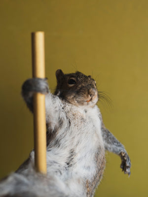 Stripper Squirrel Taxidermy (Cherry), TA243