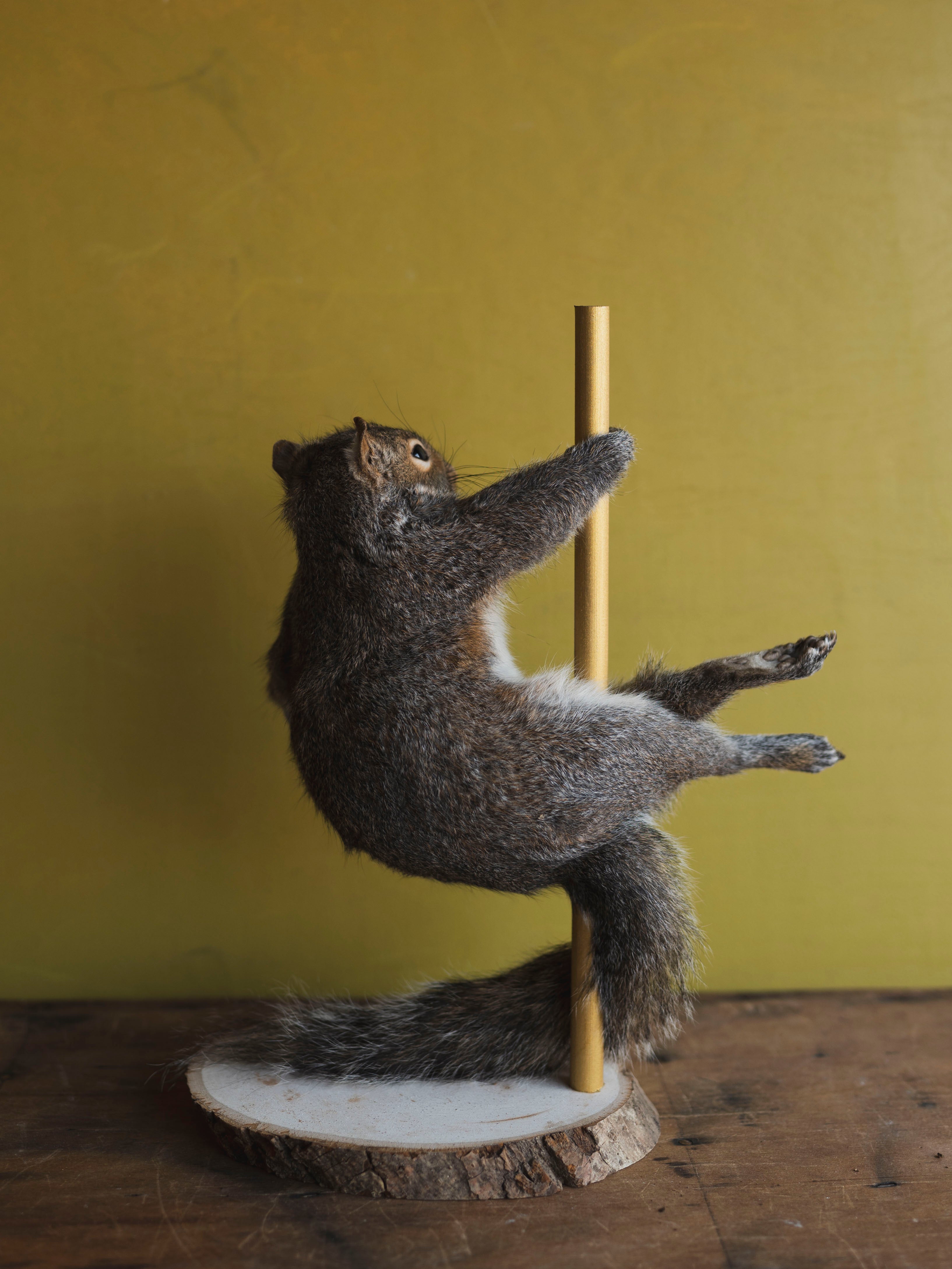 Stripper Squirrel Taxidermy (Cherry), TA243