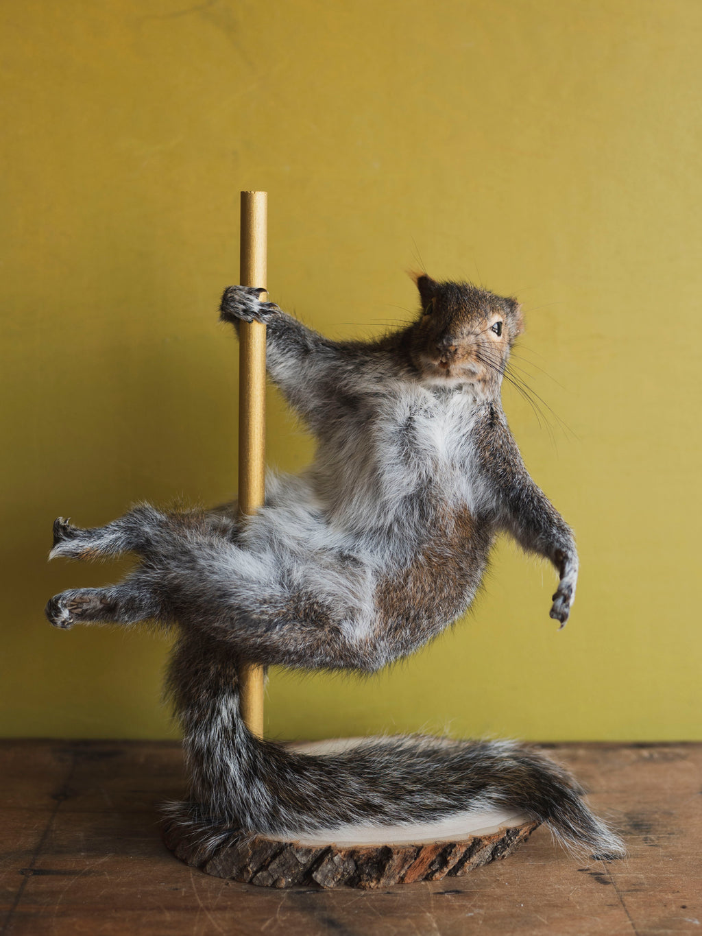 Stripper Squirrel Taxidermy (Crystal), TA241