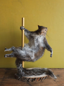 Stripper Squirrel Taxidermy (Crystal), TA241
