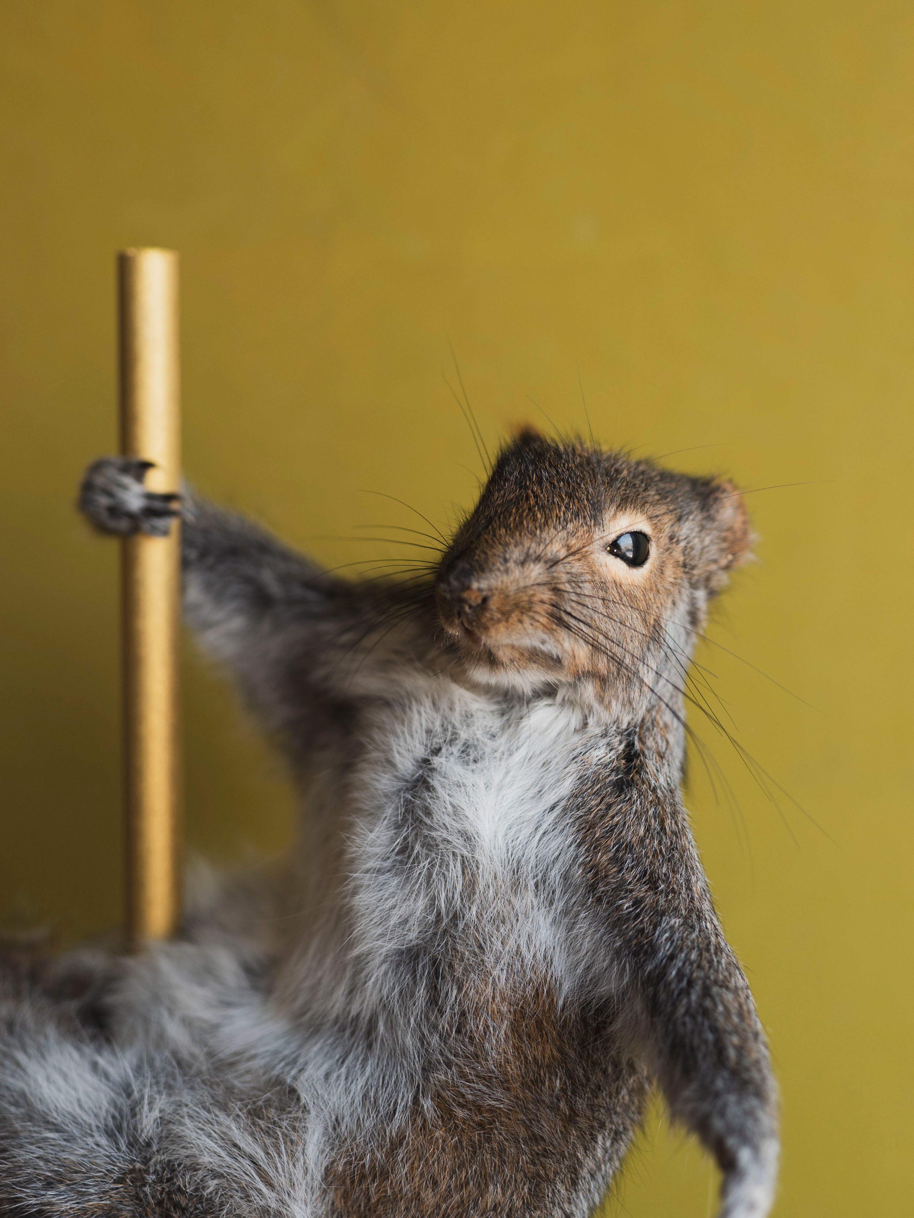 Stripper Squirrel Taxidermy (Crystal), TA241