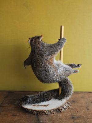 Stripper Squirrel Taxidermy (Crystal), TA241