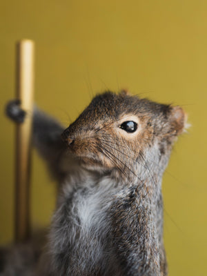 Stripper Squirrel Taxidermy (Crystal), TA241