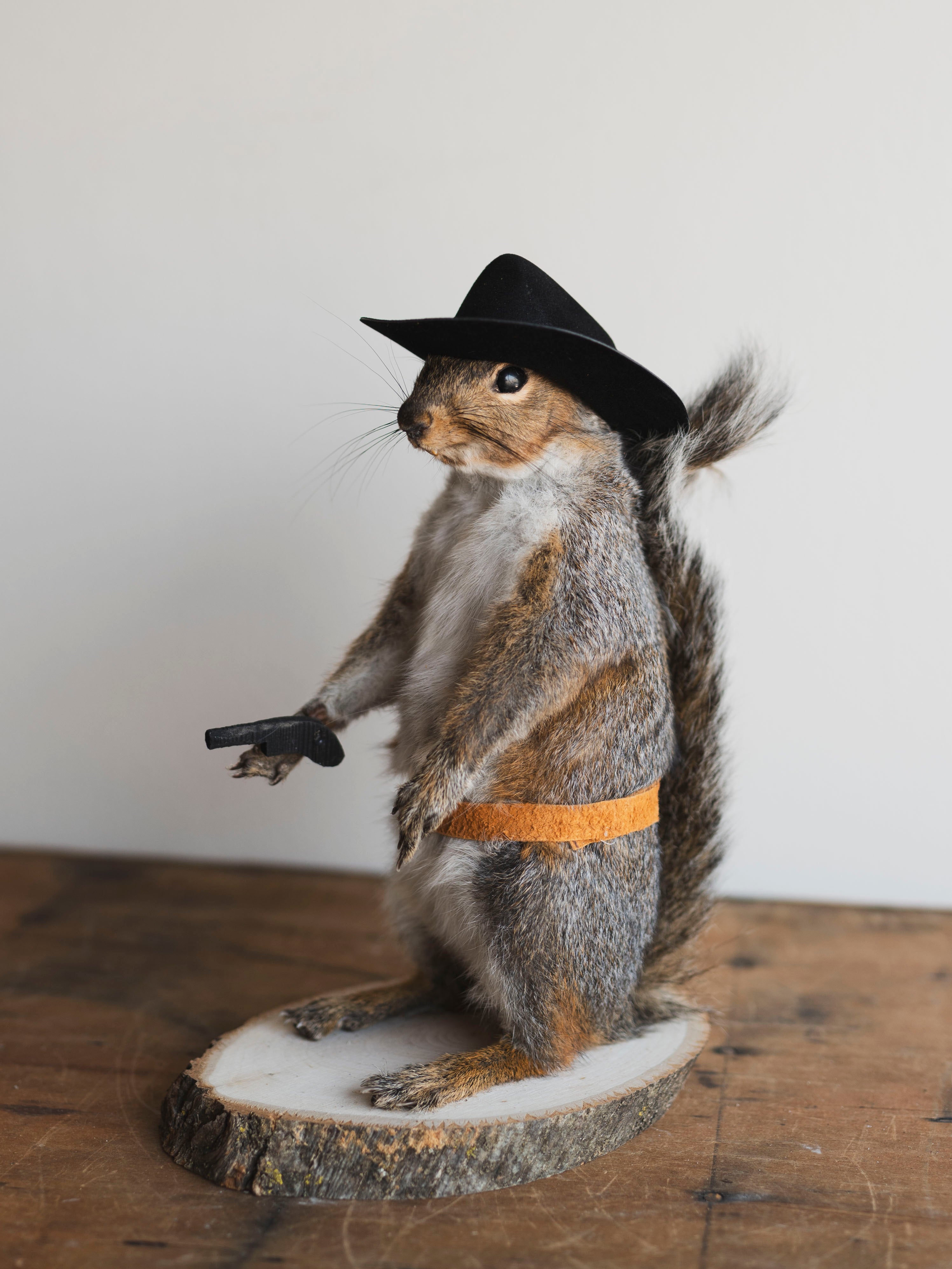 Cowboy Squirrel Taxidermy (Gomez), TA237