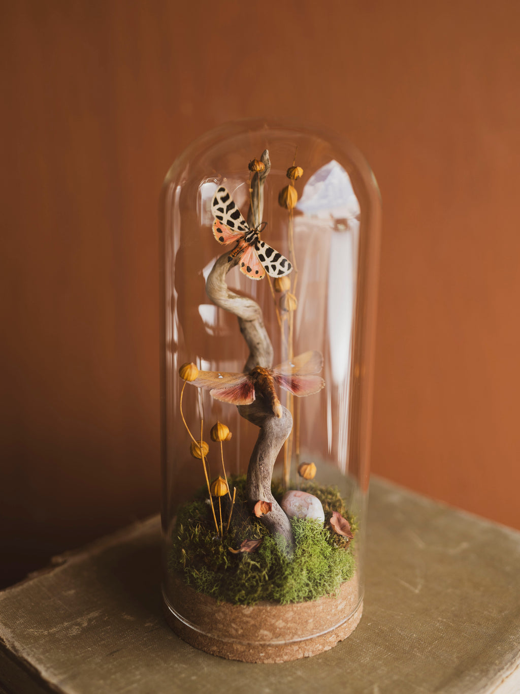 September 5th 2025 Insect Cloche Class, CE905
