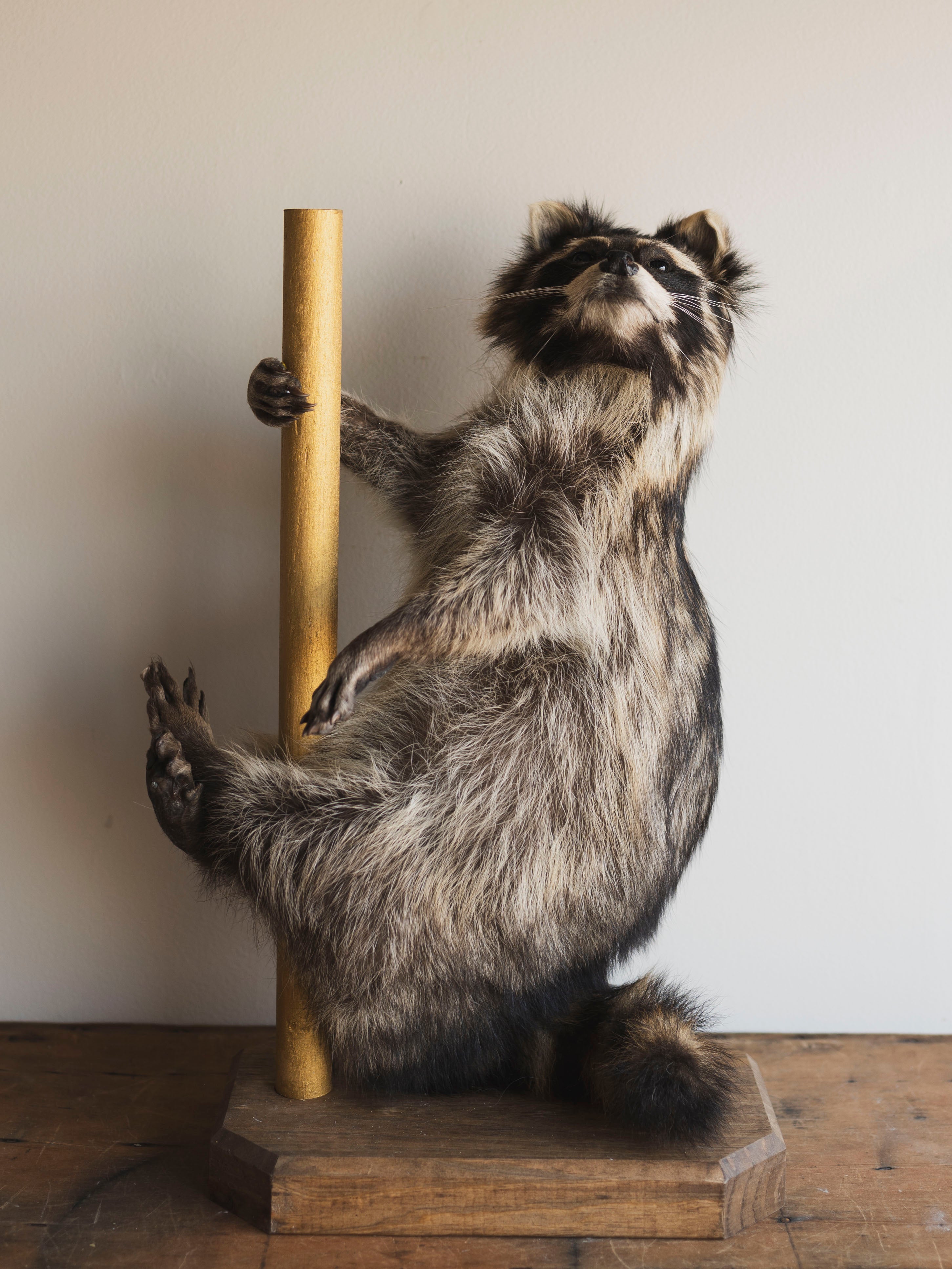 Stripper Raccoon Taxidermy (Mike), TA293