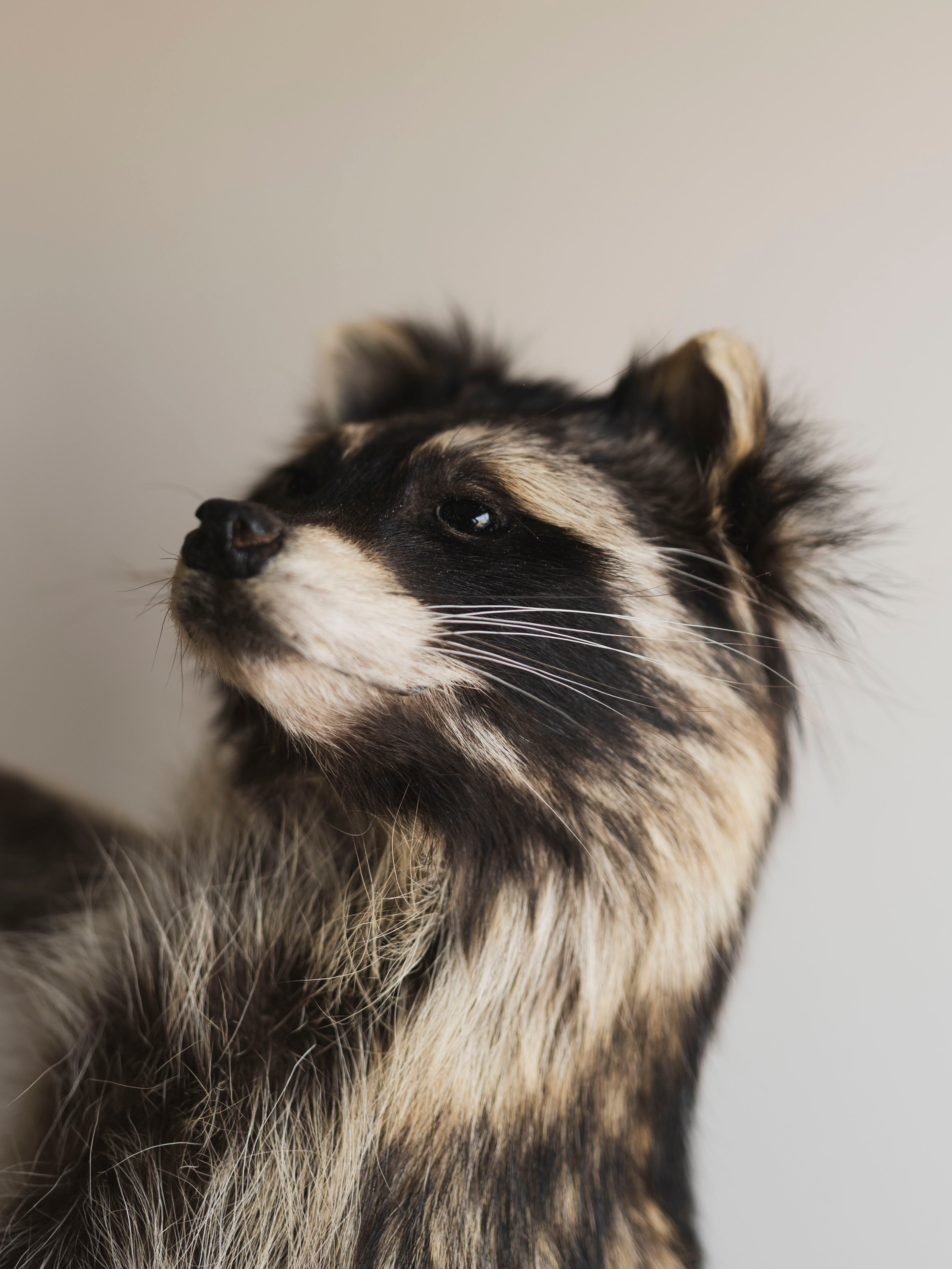 Stripper Raccoon Taxidermy (Mike), TA293