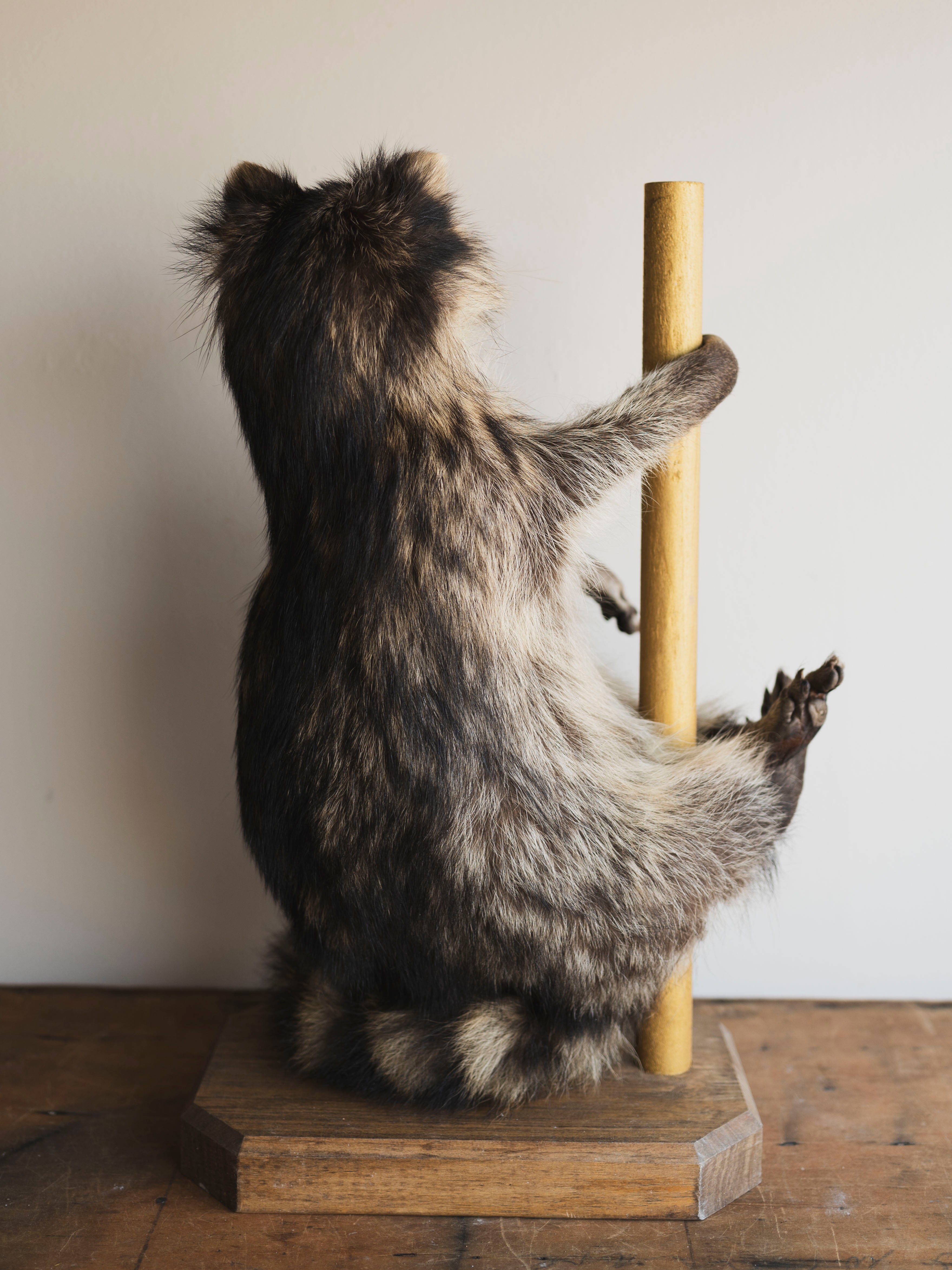 Stripper Raccoon Taxidermy (Mike), TA293