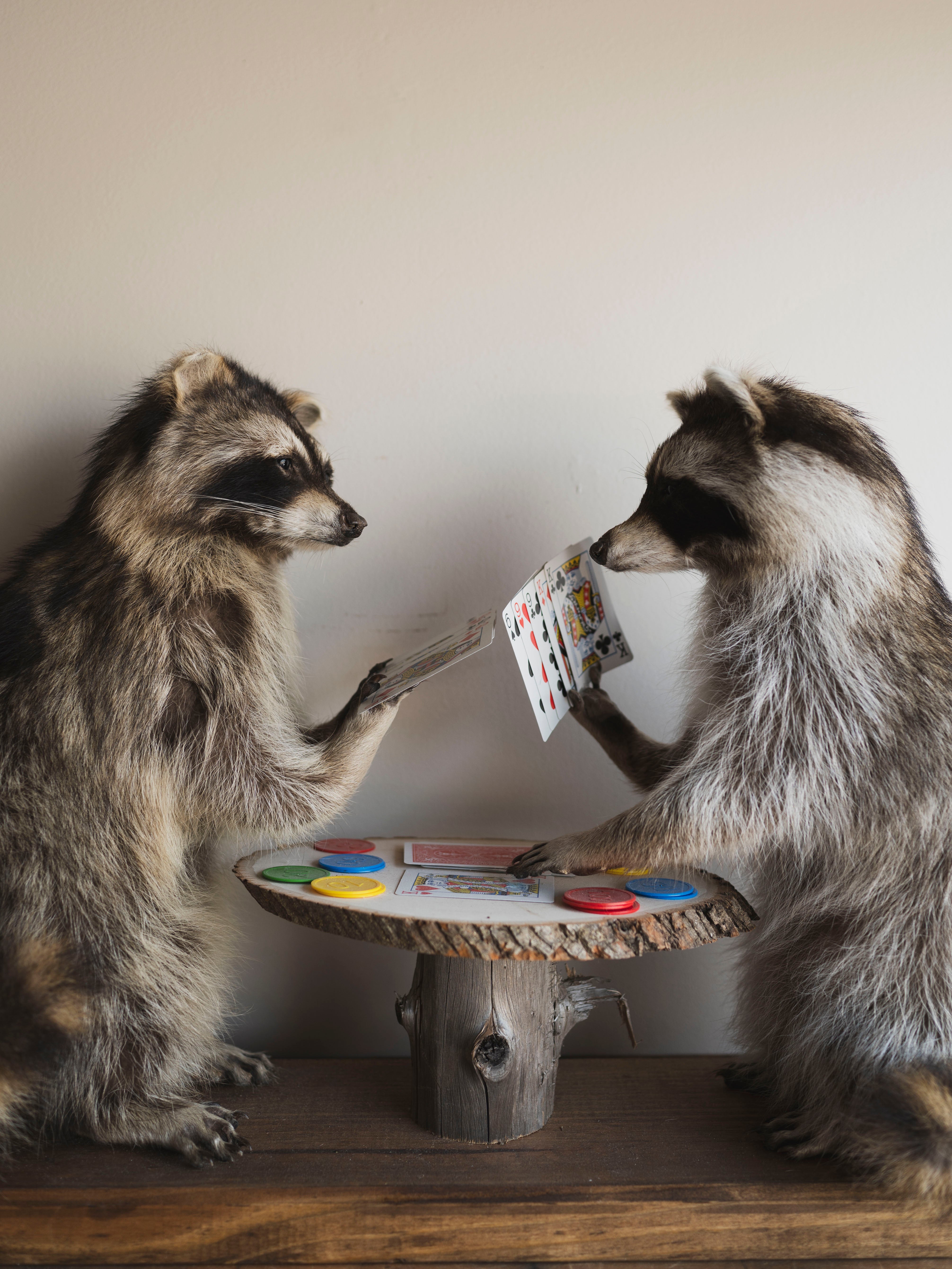 Raccoons Playing Poker Taxidermy (Poker Face), TA294
