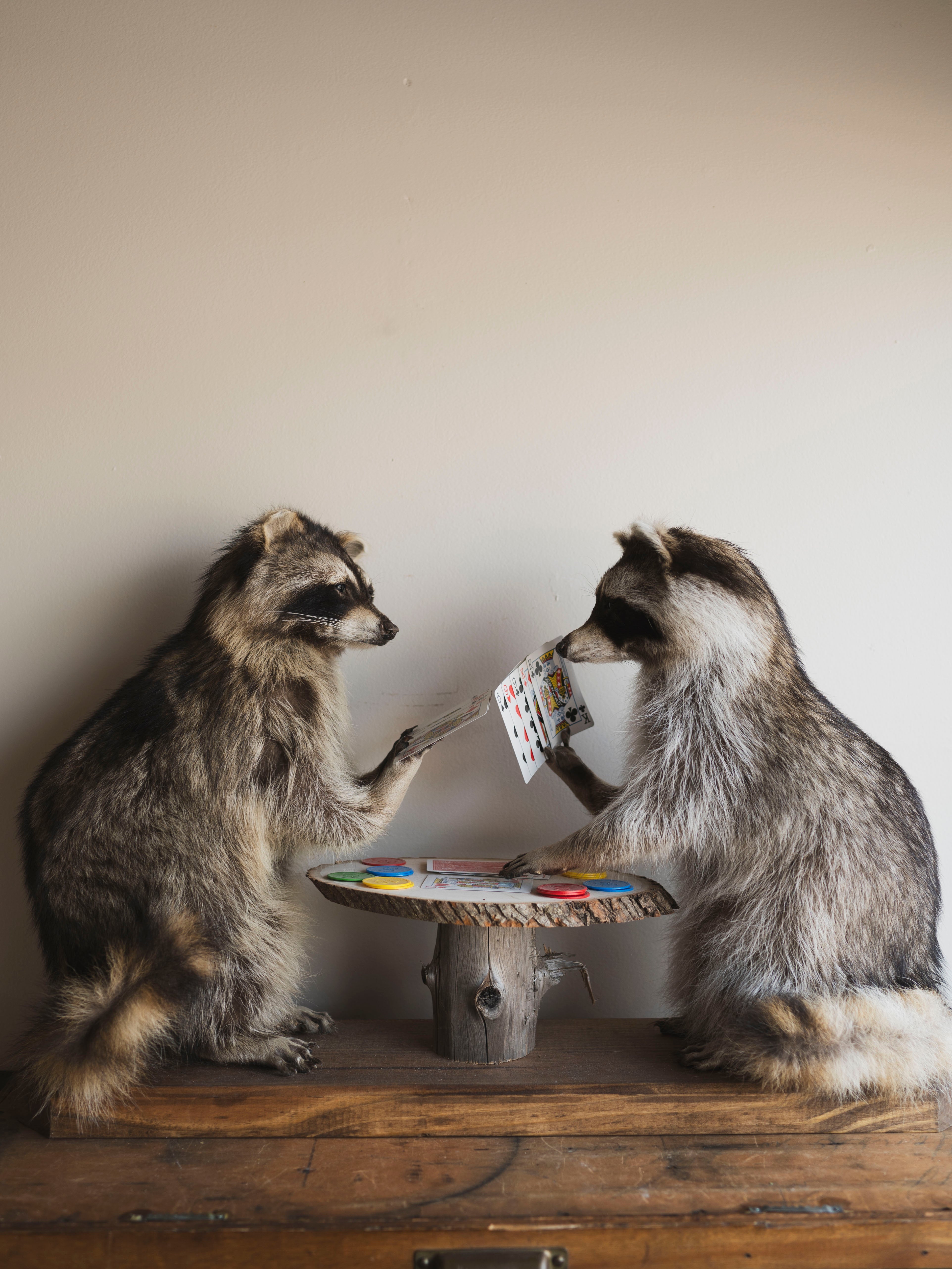 Raccoons Playing Poker Taxidermy (Poker Face), TA294
