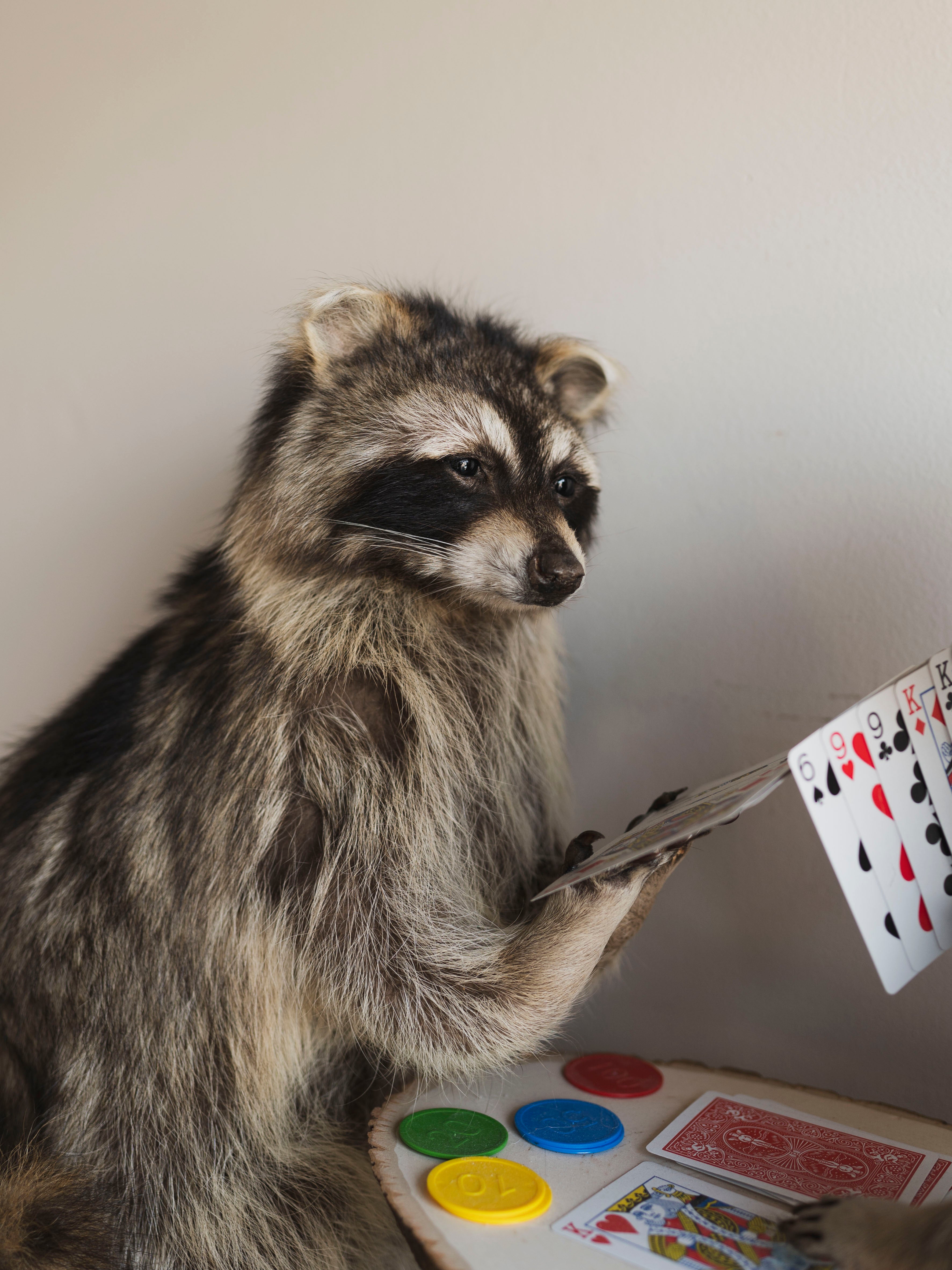 Raccoons Playing Poker Taxidermy (Poker Face), TA294