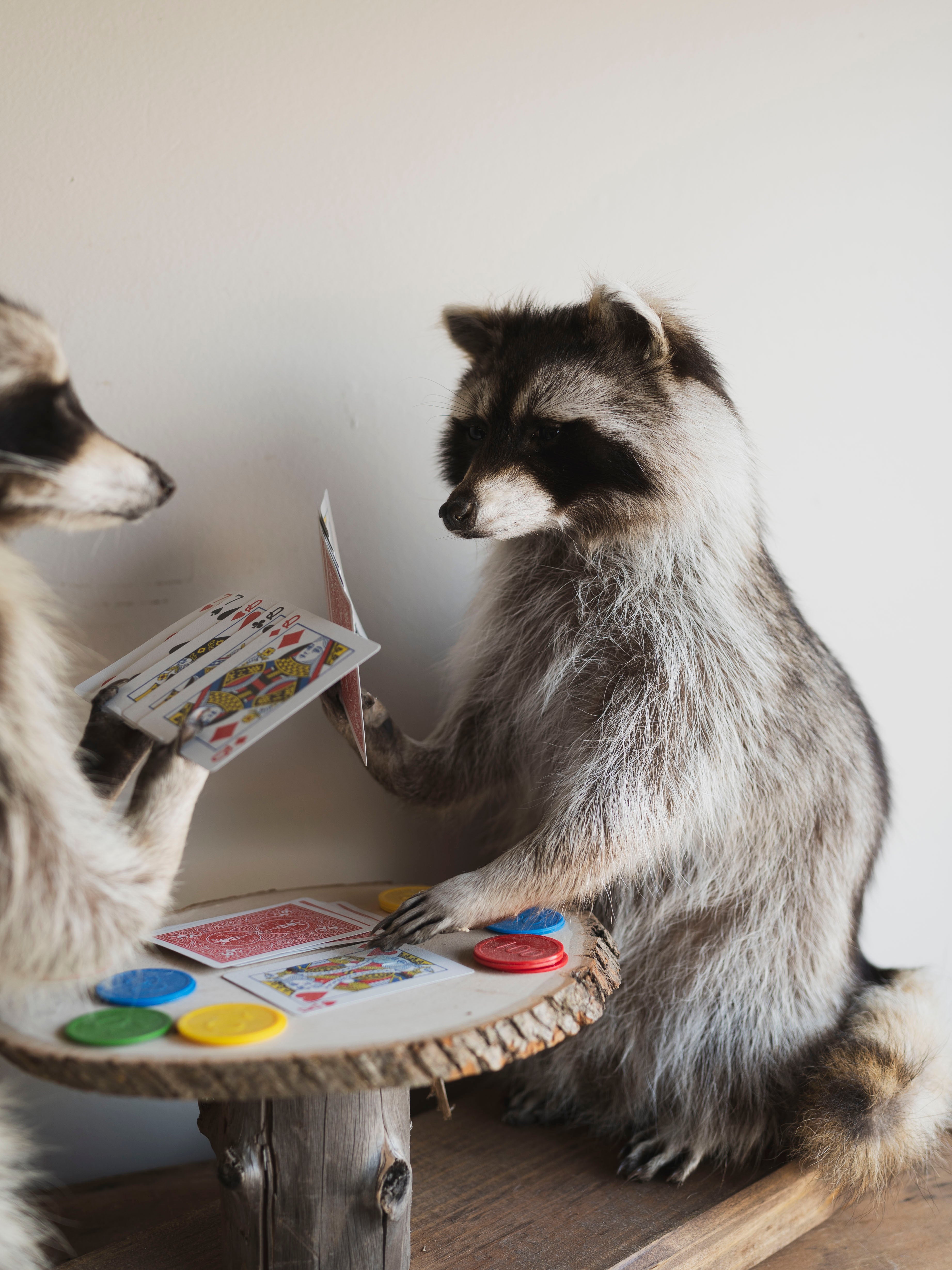 Raccoons Playing Poker Taxidermy (Poker Face), TA294