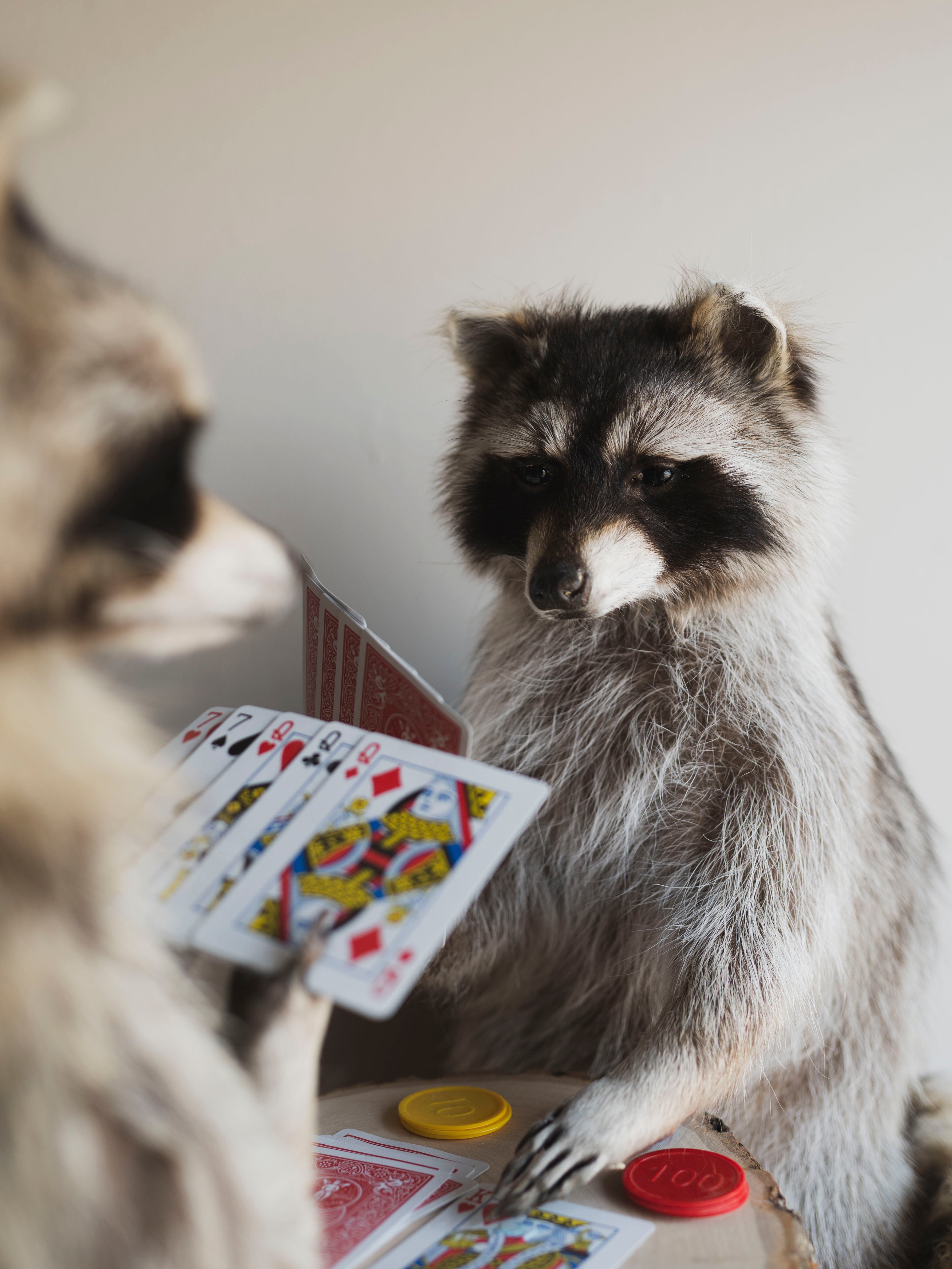 Raccoons Playing Poker Taxidermy (Poker Face), TA294