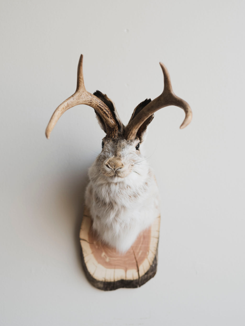Jackalope Taxidermy (Jacoby), TA233