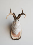 Jackalope Taxidermy (Jacoby), TA233