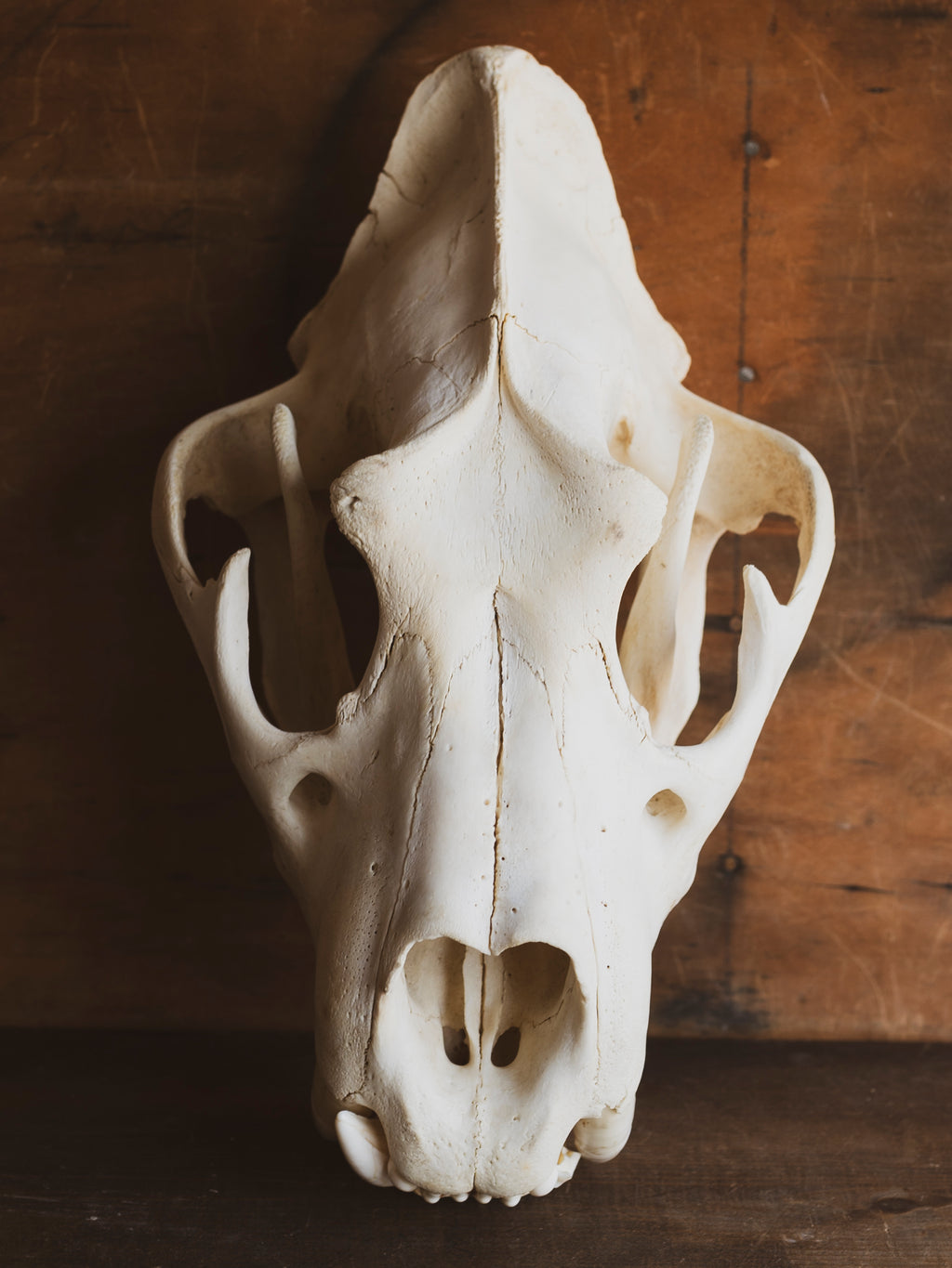 African Lion Skull, SB945