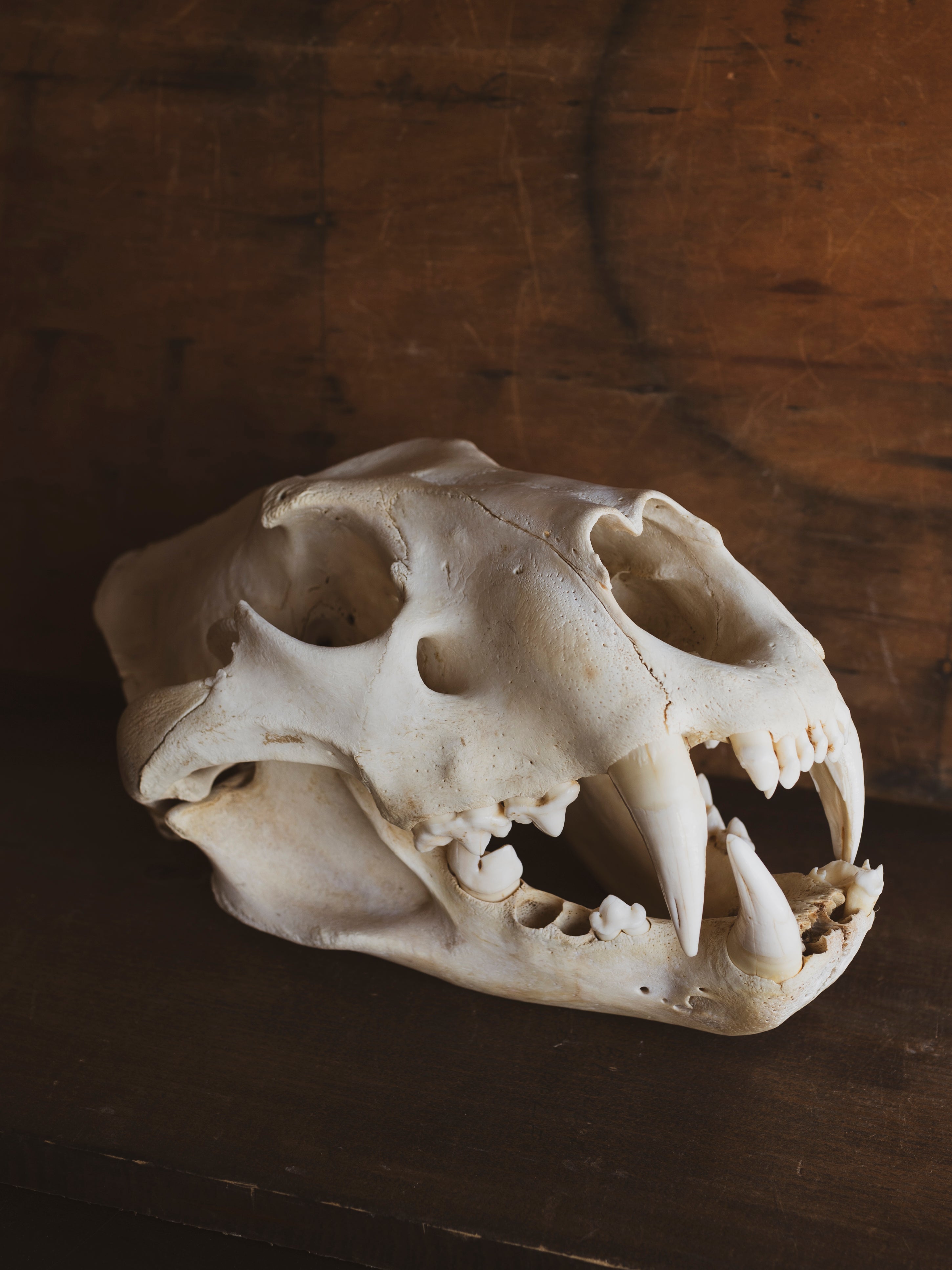 African Lion Skull, SB945