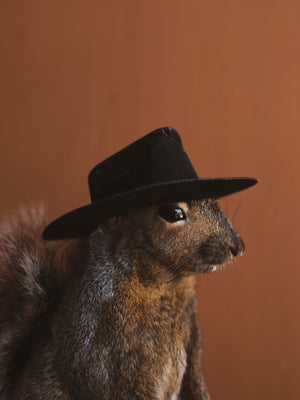 Cowboy Squirrel Taxidermy, TA106