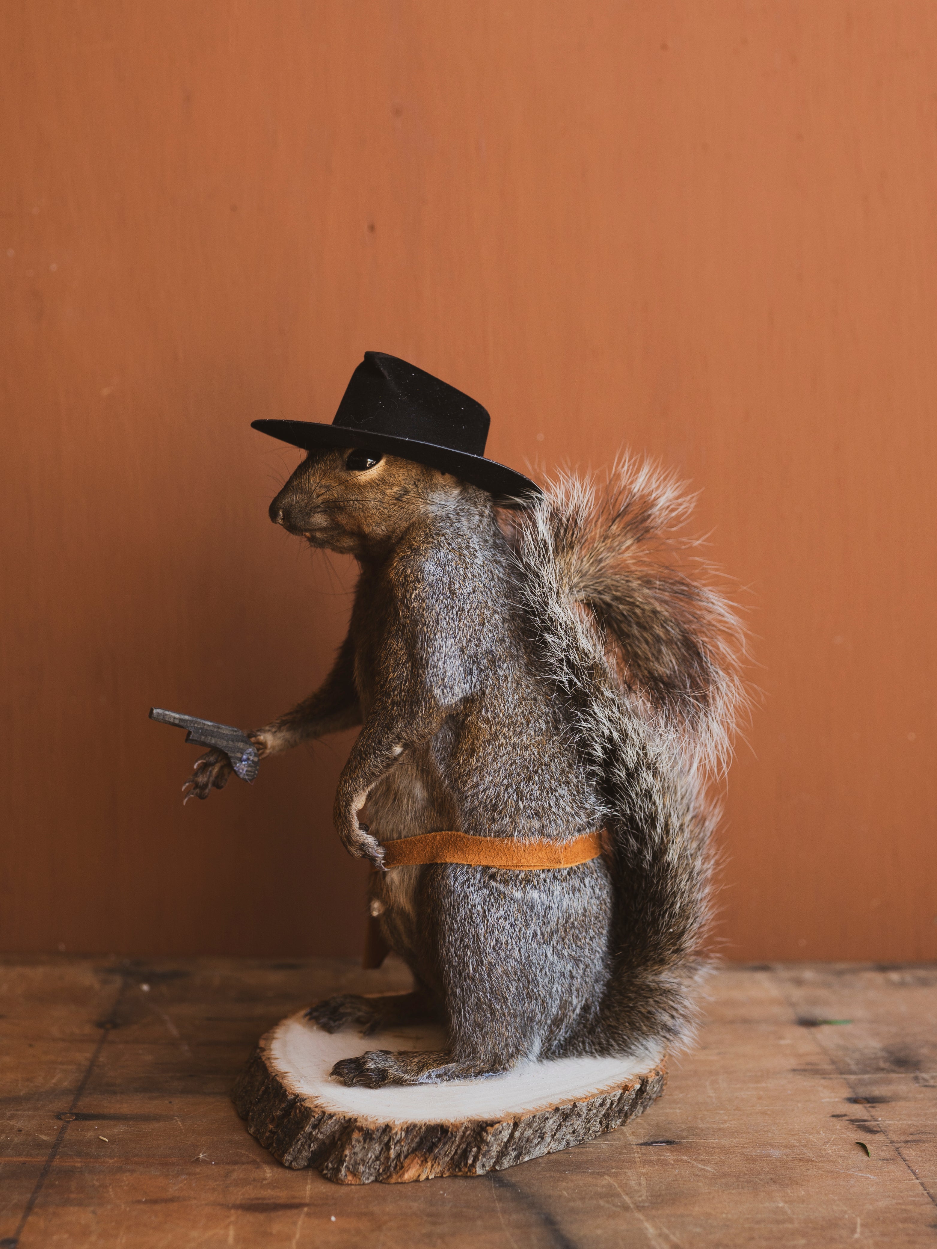 Cowboy Squirrel Taxidermy, TA106