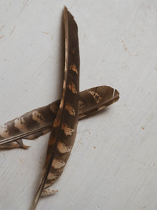 7.5-9" Greater Prairie Chicken Feather, PS228