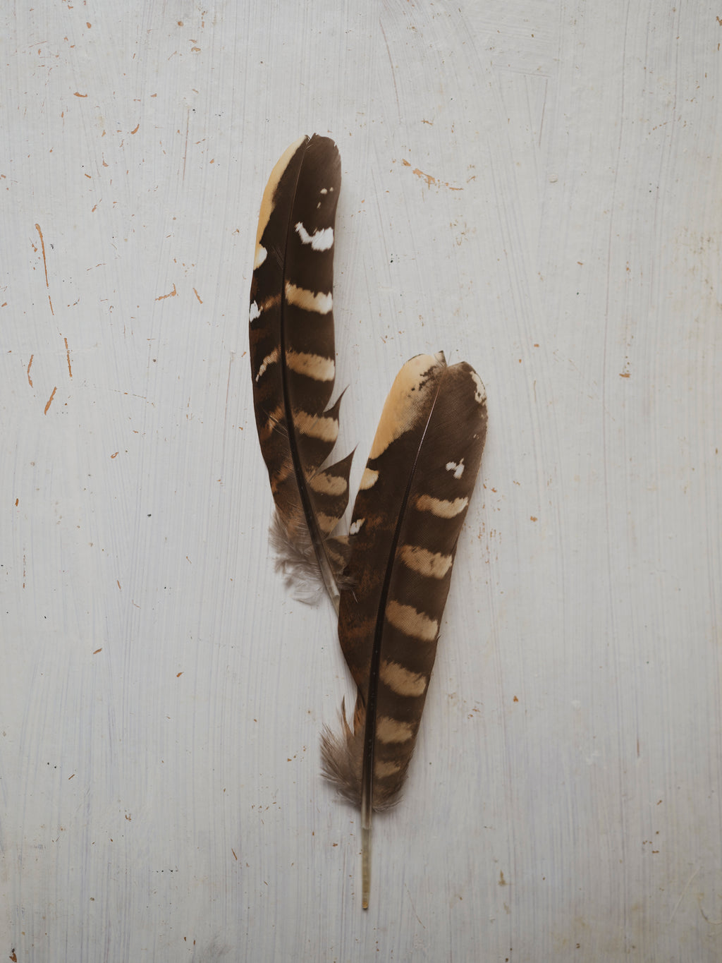 4-6" Reeves’s Pheasant Tail Feather, PS232