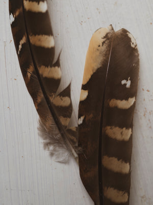 4-6" Reeves’s Pheasant Tail Feather, PS232
