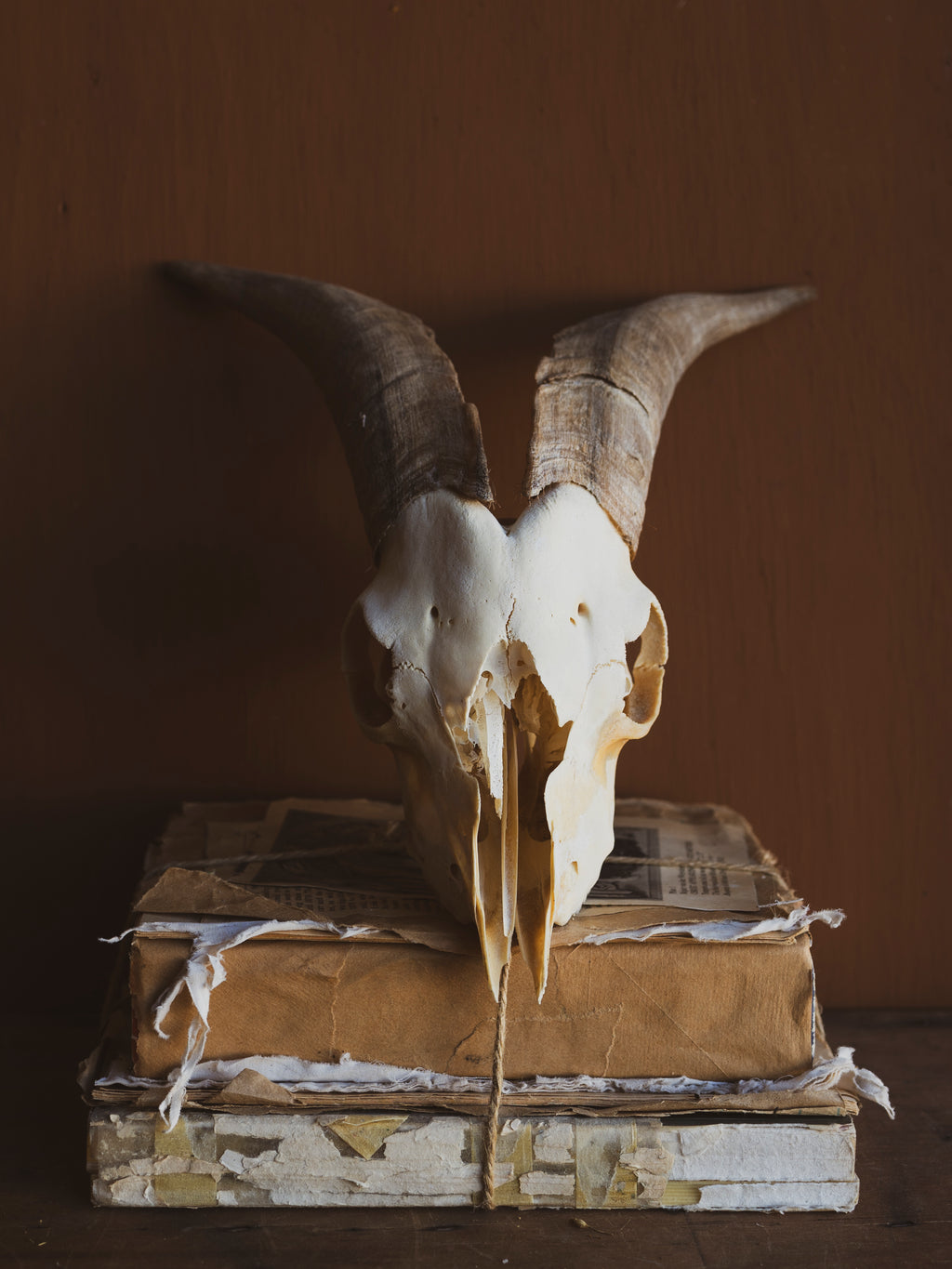 10.5" Spanish Goat Skull, SB821