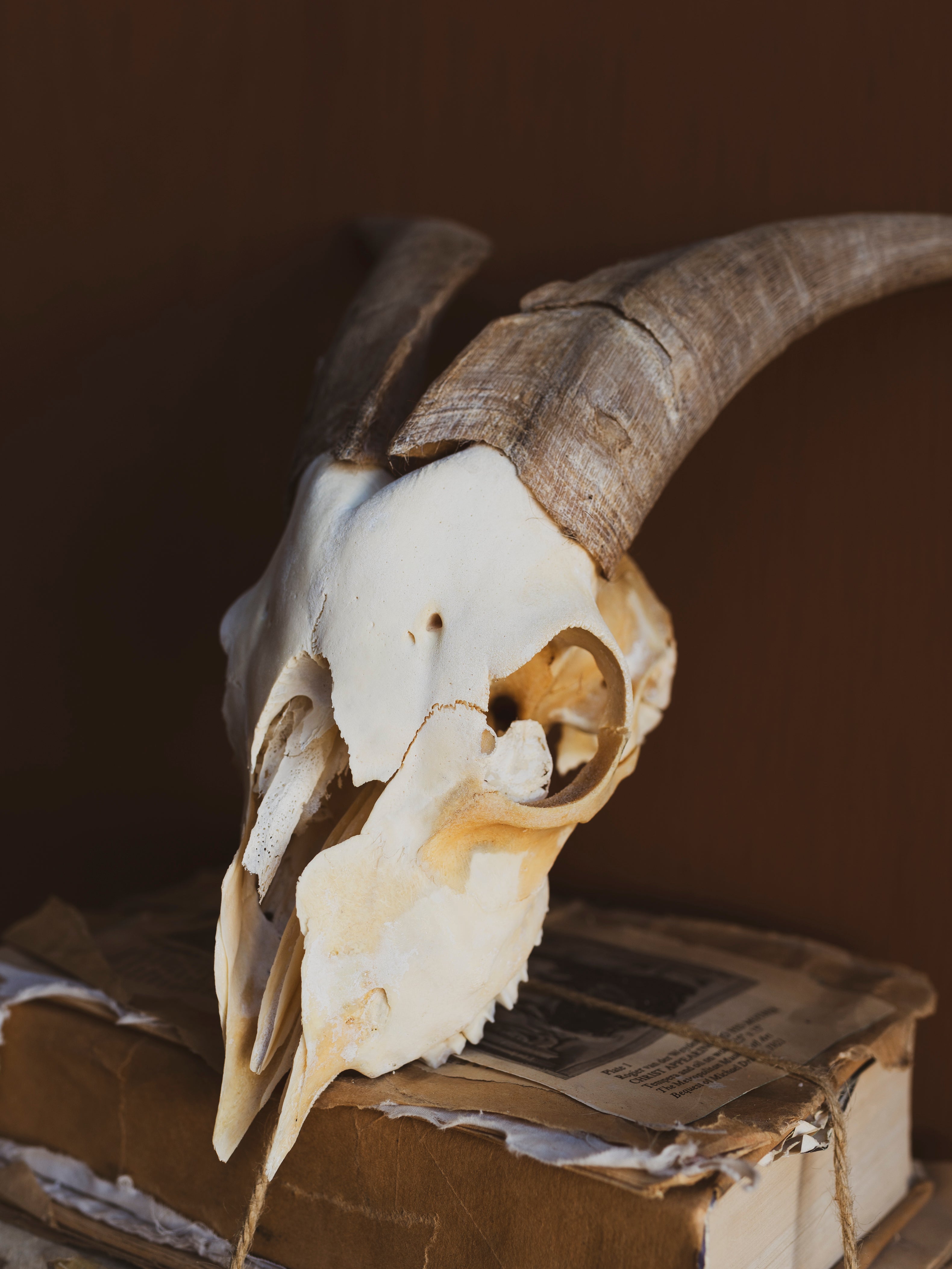 10.5" Spanish Goat Skull, SB821